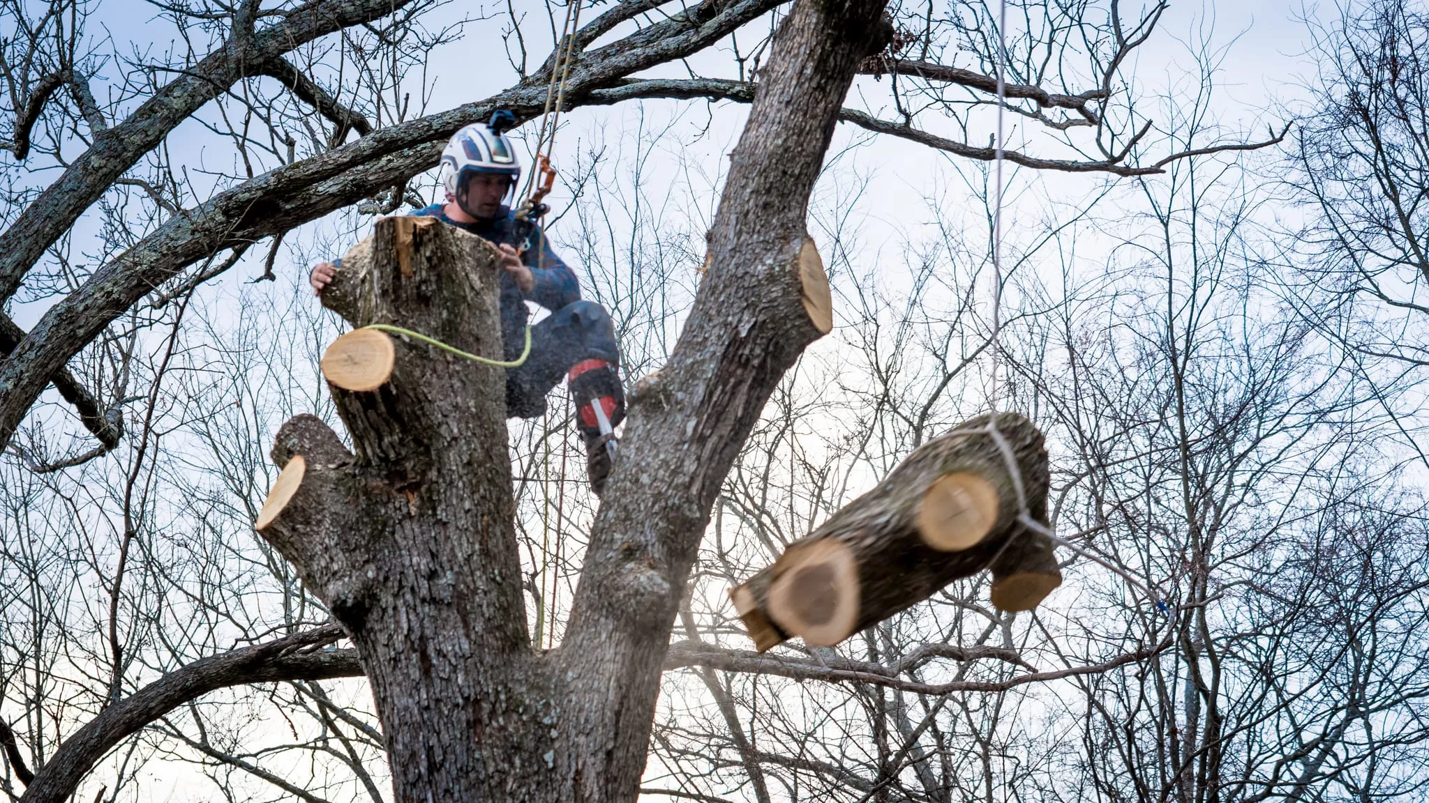 Arborist making structural pruning cuts on a bare winter canopy