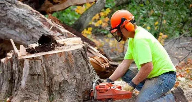 Chainsaw cutting a stump flush to the ground before grinding