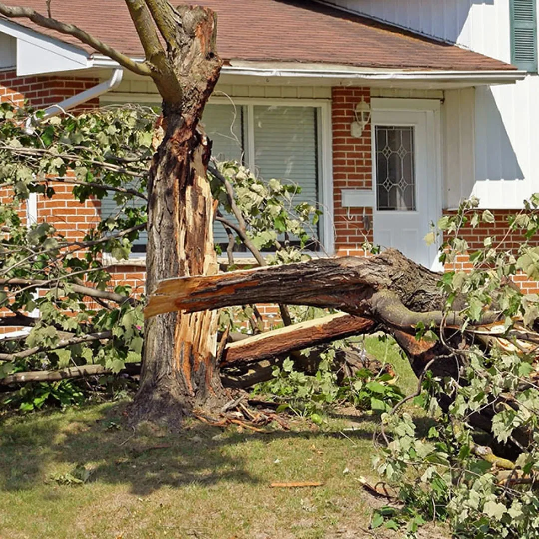 Storm split tree trunk showing the kind of structural failure that forces a removal