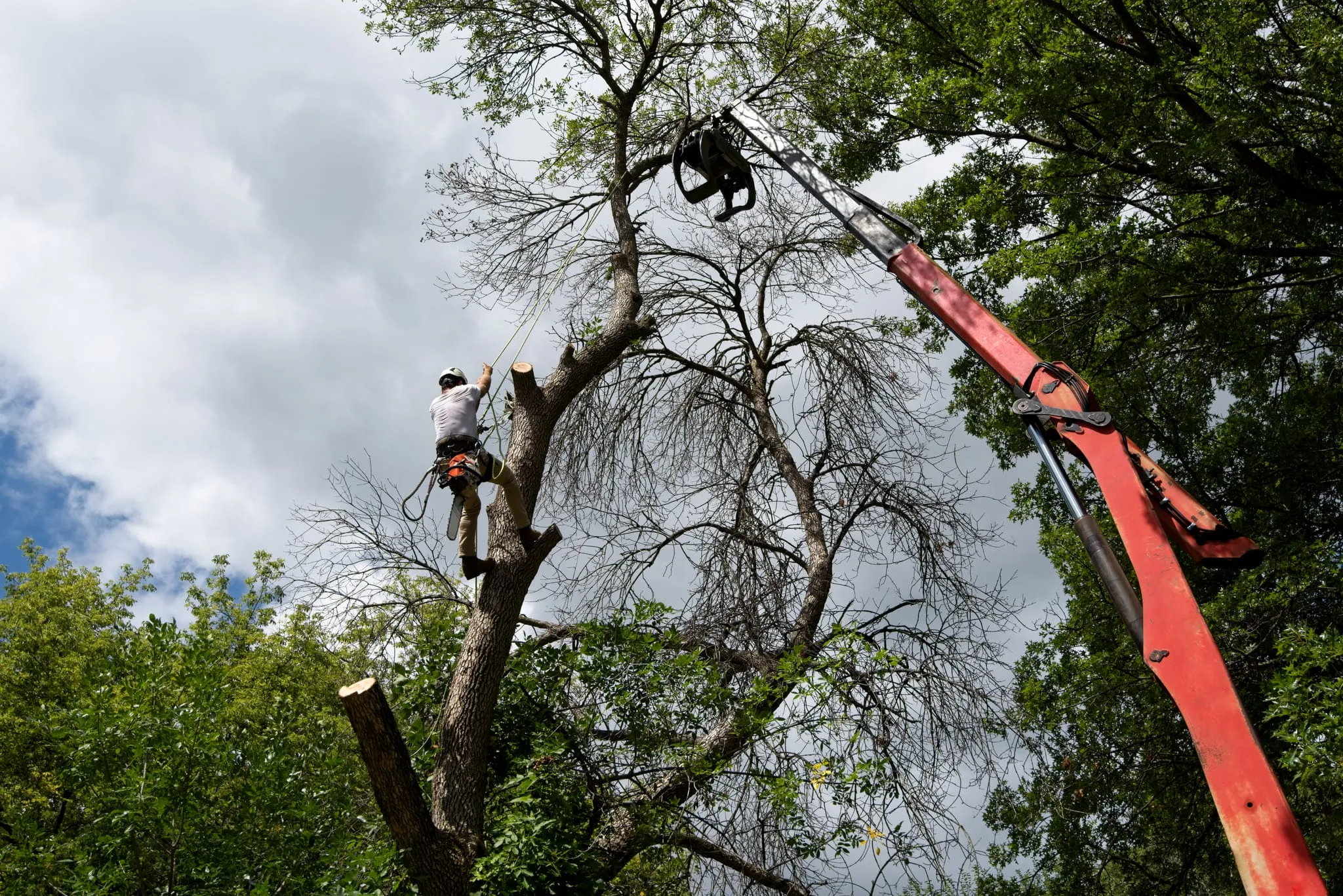 Crane lifting a cut section while a climber works the trunk of a large tree